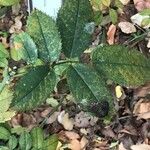 Rosa corymbifera Hoja