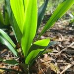 Yucca giganteaList