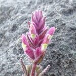 Neobartsia laniflora Virág