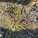 Cyperus difformis Hoja