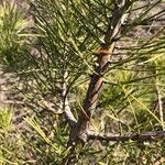 Pinus virginiana Bark