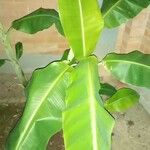 Musa acuminata Fruitua