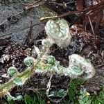 Polypodium cambricum Ліст