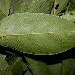 Gnetum leyboldii Frunză