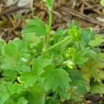 Ranunculus parviflorus Fruit