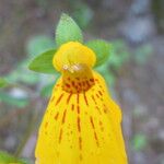 Calceolaria crenatiflora Flor