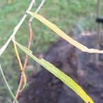 Salix exigua Blatt