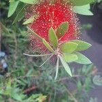 Melaleuca rugulosa Flor