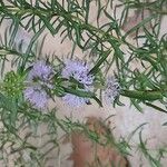 Mentha cervina Flower