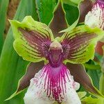 Zygopetalum maculatum Цветок