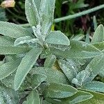 Salvia fruticosa 葉