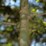 Ardisia pauciflora Bark