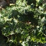 Silybum marianum List