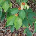 Lonicera maackii Blad