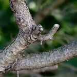 Pinus mugo പുറംതൊലി