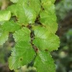 Nothofagus antarctica Leaf