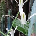 Albuca nelsonii 花