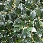 Ilex cornuta ഇല