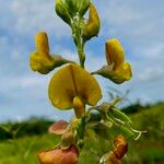 Crotalaria quinquefolia Květ