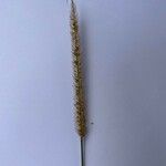 Setaria sphacelata Flower
