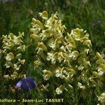 Pedicularis ascendens Flower