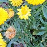 Xerochrysum bracteatum Листок