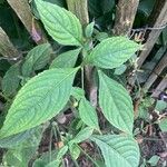 Strobilanthes attenuata Leaf