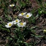 Ranunculus amplexicaulis Flor