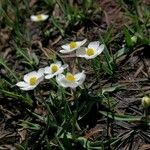 Ranunculus amplexicaulis Kvet