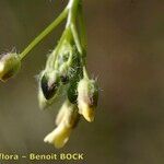 Camelina microcarpa Плод