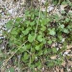 Rumex scutatus ശീലം