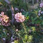 Erica multiflora Blüte