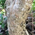 Pittosporum coccineum Bark