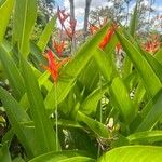 Heliconia densifloraЛист