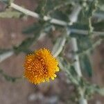 Pulicaria undulata Blüte