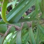 Cordyline stricta Ŝelo