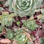 Sempervivum tectorum Habitus