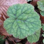 Mitella nuda Leaf