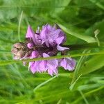 Dactylorhiza praetermissa Žiedas