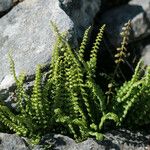 Asplenium trichomanes-ramosum অভ্যাস