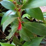 Kohleria hirsuta ശീലം