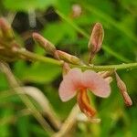 Polygala amboniensis Flor