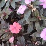 Impatiens hawkeriFlower