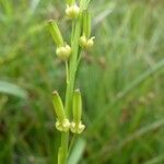 Triglochin palustris Blüte