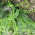 Asplenium alatum Folla