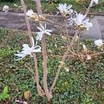 Magnolia stellata Escorça