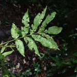 Touroulia guianensis 葉