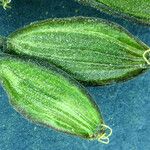 Lomatium nevadense Fruit