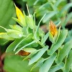 Cerinthe minorFlower