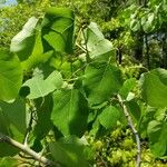 Populus tremuloides Feuille